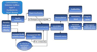 Impact of Increased Oxidative Stress on Cardiovascular Diseases in Women With Polycystic Ovary Syndrome